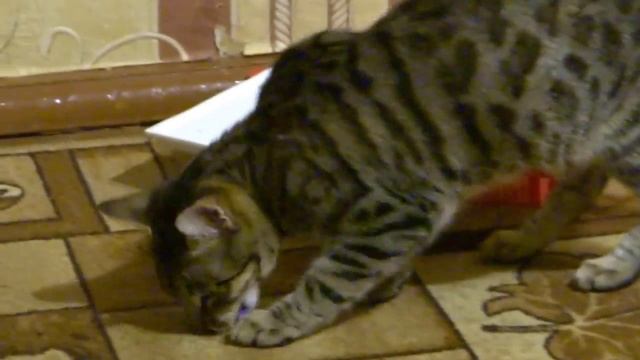 Характер Бенгальской кошки. Об этом скажут её игры.Часть 1