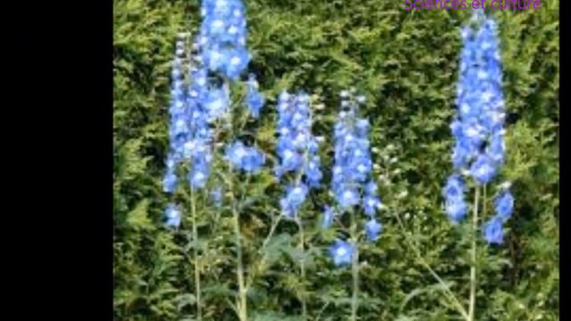 ساق قبرة أو عائق : زهرة رائعة لتكوين اجمل باقات الورد Delphinium ou pied d'alouette смотреть онлайн