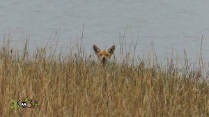 Лиса и птицы. Широконоска, пеганка, цапли соревнуются, перевозчики, турухтан, трясогузка желтая