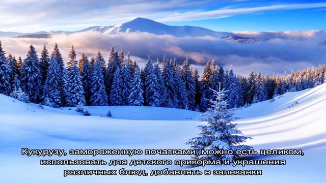Как заморозить кукурузу на зиму – простые рецепты вкусной заготовки смотреть онлайн