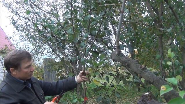 Как получить КОРНИ на ветке, не срезая ее с дерева. Результат ЭКСПЕРИМЕНТА смотреть онлайн