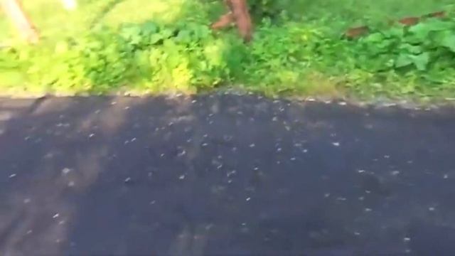 Роза Нью Доун.1930 год.История появления в моем дачном саду.