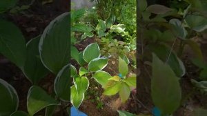 Гортензия. Что же делать если череночки гортензии сбросили лист?