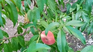 Сорт инжирного персика Сатурн