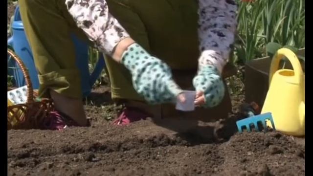 ВЫСАЖИВАЕМ ОГУРЦЫ В ОТКРЫТЫЙ ГРУНТ с Октябриной Ганичкиной смотреть онлайн