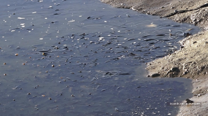 Тонны крупной рыбы в большом пруду. Осушение и вылов