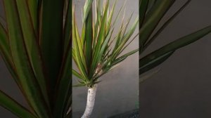 Перекись водорода как удобрение для роз и не только.