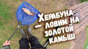 Херабуна – ловим на золотой камыш Клёв 100