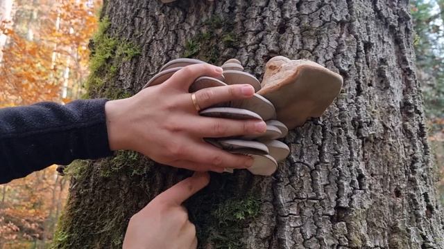Pleurotus Ostreatus | Autumn #Funghi #porcini смотреть онлайн