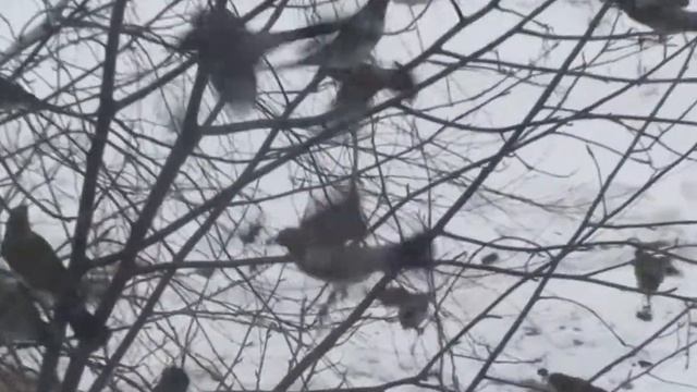 К нам прилетели дрозды смотреть онлайн