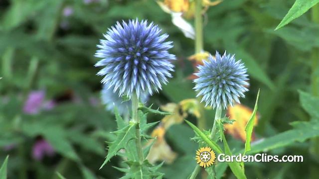 Echinops Ritro - Globe Thistle - Growing Echinops - Pollinator Party