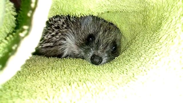 Как помыть ежа под иголками (Сосискин принимает ванну) смотреть онлайн