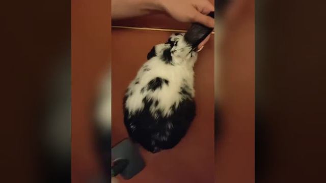 Trixie Набор расческа и пуходерка для мелких и средних грызунов