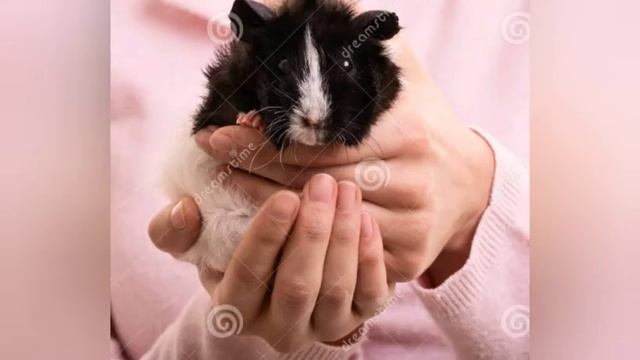 КАК ПРАВИЛЬНО ДЕРЖАТЬ МОРСКУЮ СВИНКУ НА РУКАХ смотреть онлайн