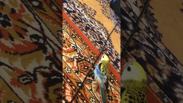 Ржачь злой попугай смотреть онлайн