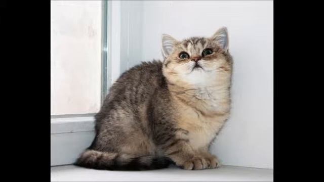 Британская золотая шиншилла кошечка смотреть онлайн