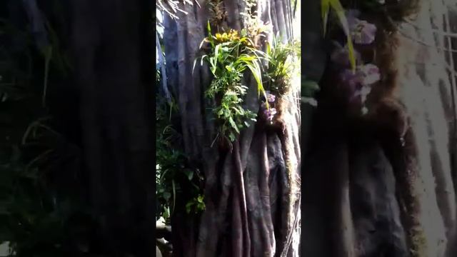 Waterfal Palma Aquarium смотреть онлайн