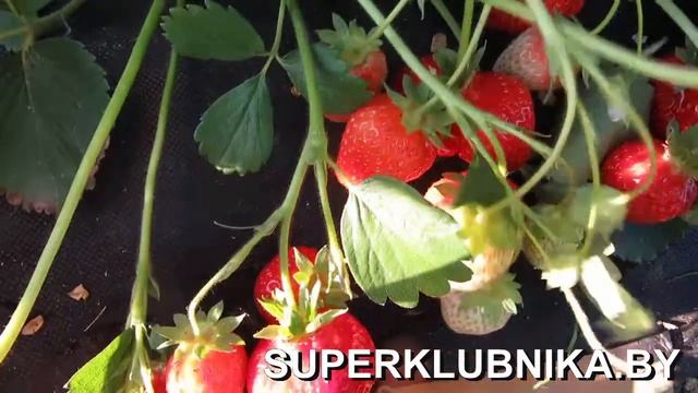 Клубника сорт Альба 2018г. Сорт красавчик с отличной урожайностью! смотреть онлайн