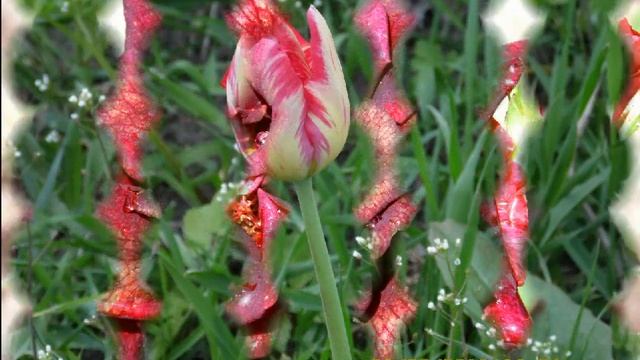 Не жалею, не зову, не плачу смотреть онлайн