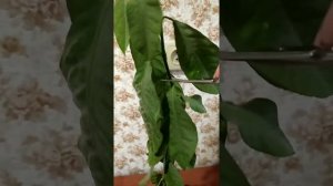 ЛИМОН на окне/Выращивание лимона/Обрезка лимона/Лимон дома/Limon in the haus