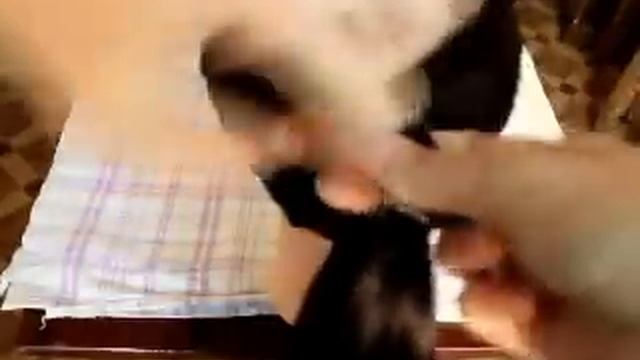 Cómo hacer una cola volumétrica rápida con un vellón ★ tutorial de video ★ Método uno смотреть онлайн