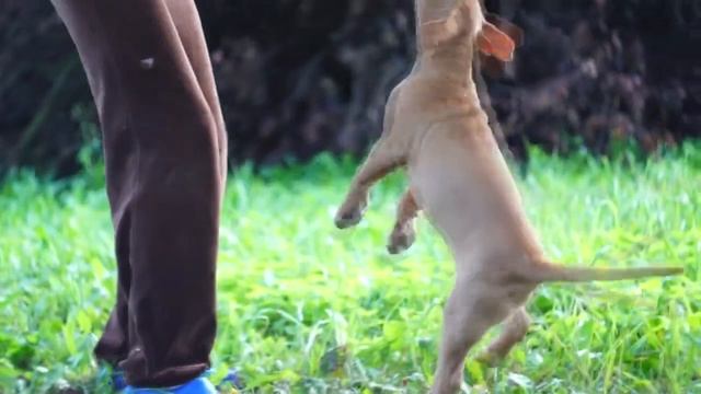 Щенок американского питбультерьера 2,5 месяца (Малибу) смотреть онлайн