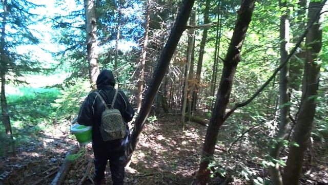 Лесной походик 29 июня 2022 1ч. смотреть онлайн