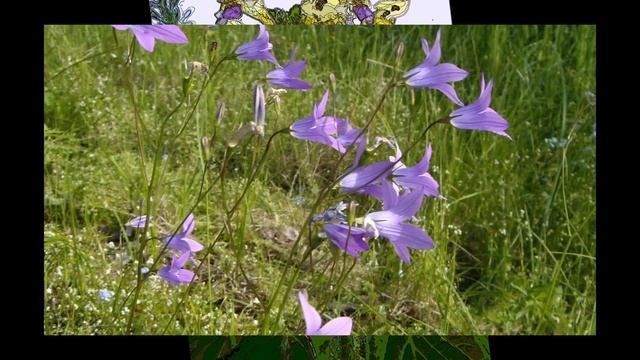 2008 Флора и фауна Часть вторая Синие, фиолетовые и красные смотреть онлайн