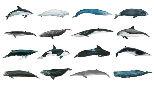 Types Of Whales | Whale Species In English | Popular Whale Species In English | Learn Whale Names смотреть онлайн
