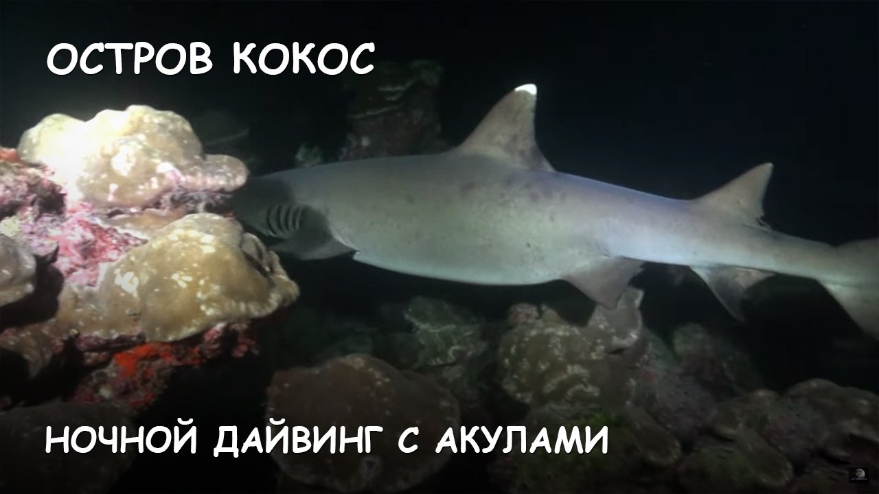 Мир Приключений - Ночной дайвинг с акулами. Остров Кокос.