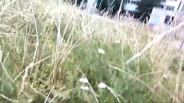 Ловим морскую свинку