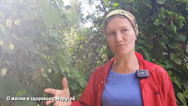 ХМЕЛЬ ЧЕМ ЦЕННЕН И ОПАСЕН КОМУ НЕДОПУСТИМ @natureMarusya смотреть онлайн