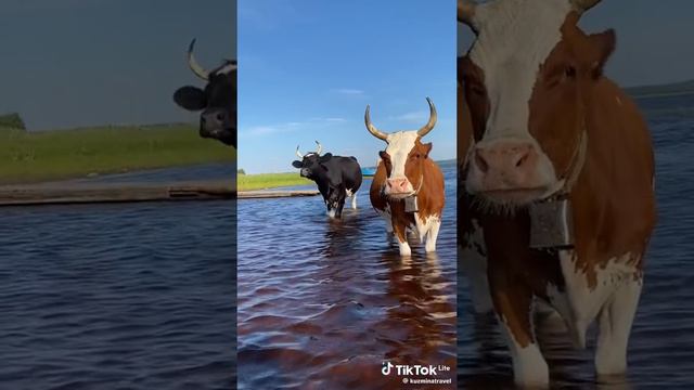 Лайки и подписки взаимно! #смешные #животные #фейлы #смешныеживотные #угар #ржака #коты #собаки смотреть онлайн