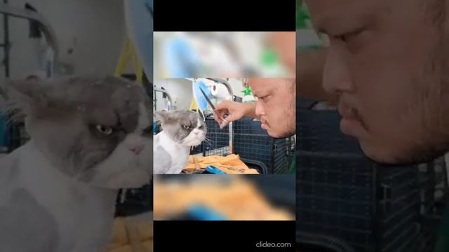 Стрижка в барбершопе. Кот и хозяин на одно лицо!) Мужик зеркалит недовольного кота смотреть онлайн
