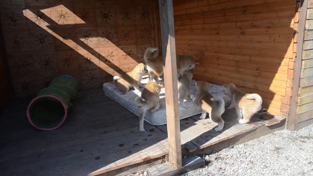 Щенки Акита "Kaminari Pride" смотреть онлайн