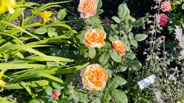 ? State of Grace Rose // Bedard Romantic Grandiflora Rose смотреть онлайн