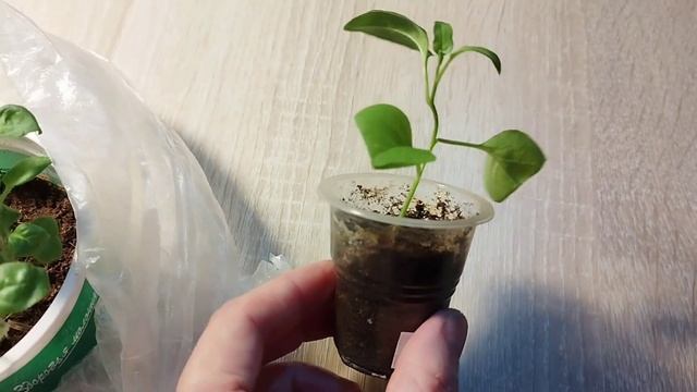 Супертуния сохранилась с лета в квартире, маточник смотреть онлайн