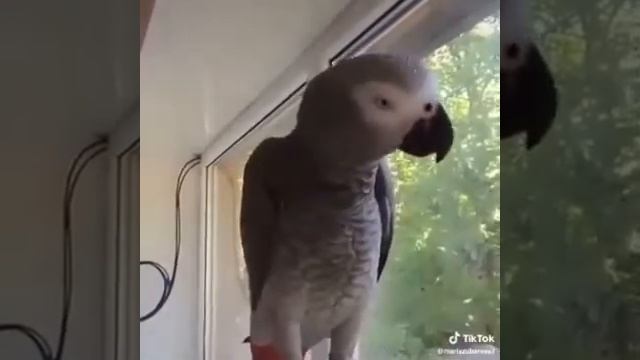 САМЫЙ УМНЫЙ ПОПУГАЙ смотреть онлайн