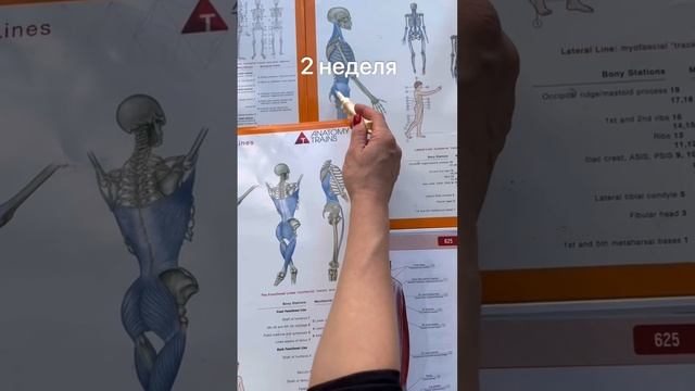 Ну что! Я готова немного рассказать про новую программу курса! Читайте описание!? смотреть онлайн