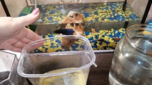 @БудниАквариумиста  Я СТАЛА БАБУШКОЙ. Чем кормить мальков ПЕТУШКА.КОРМИТЬ РЫБУ ЖЕЛТКОМ.