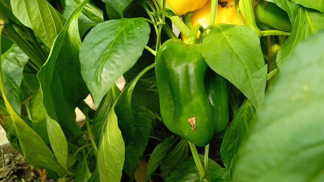 перцы спеют 🌶️🌶️🌶️ смотреть онлайн