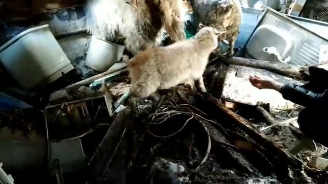 В Воронеже из заброшенного дома спасали козла, козу и козленка смотреть онлайн