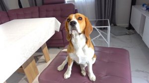 ШЕРЛОК СТАЛ ЛЫСЫМ. БРОС ШОУ ПЕТ