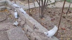 VID-20231024-WA0019.mp4