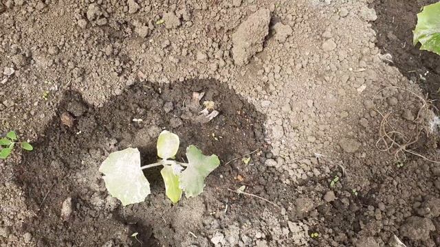 ОГУРЦЫ В ТЕПЛИЦЕ НЕ ЗАМЕРЗЛИ ИХ СЬЕЛИ 6 МАЯ 2022 Г смотреть онлайн