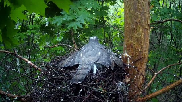Самка ястреба-перепелятника защищает птенцов от дождя и ругает самца ( Accipiter nisus ) смотреть онлайн