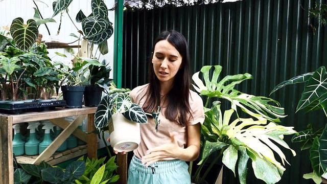 Nowa Dostawa- Alocasia Ninja Variegata I Nasza Kolekcja Anthurium