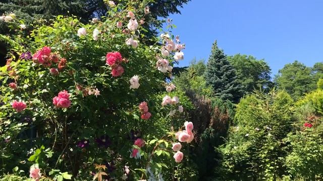Clematis Juuli And Rose New Dawn | My English Rose Garden