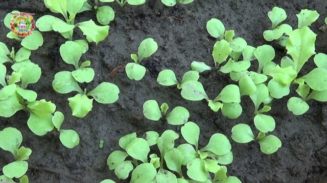 Выращивайте в 2024 эти 