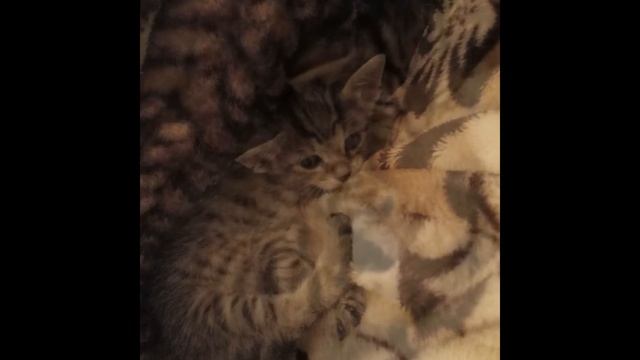 саванна f7 девочка смотреть онлайн